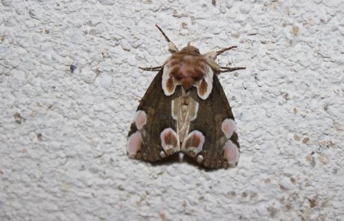 Réf. 204 639 : Thyatira batis